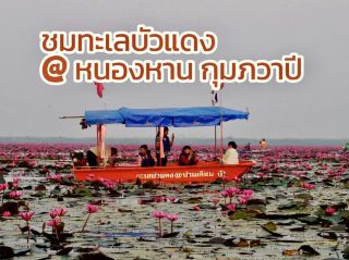 ชมทะเลบัวแดง 🪷🪷🪷 Unseen Thailand 