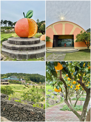 제주에서 만난 뜻밖의 감귤길 : 신효동 하귤나무 🍊🍊