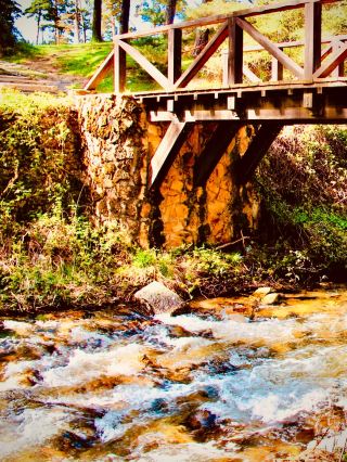 Panama Darién National Park Cana Gold Mine Mossy Jungle Traileasytravelpost #DarienCana #GoldMineTr