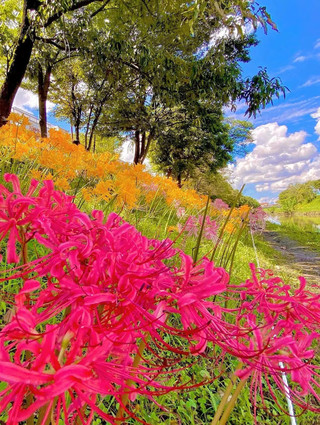 🌺✨ A Quiet Riverside Gem in Takahama, Aichi 🇯🇵🍃