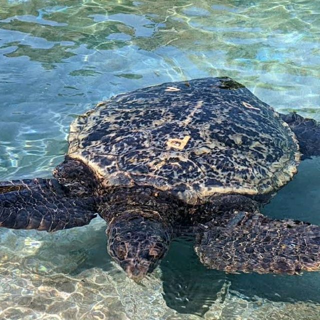 和魚類一起浮潛