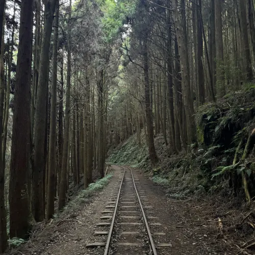 阿里山眠月線