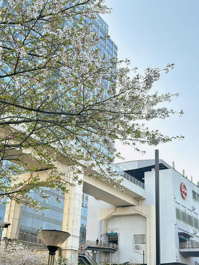 Spring Magic in Shanghai: Best Cherry Blossom Spots You Can’t Miss! 🌸✨
