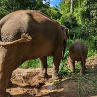 Elephants in Chiang Mai 