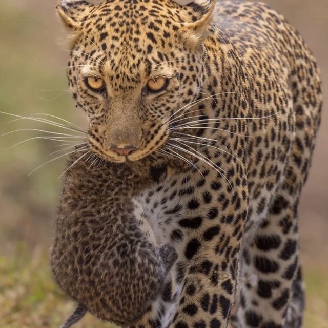 Home of wildlife