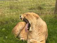 West Midland Safari Park 🇬🇧