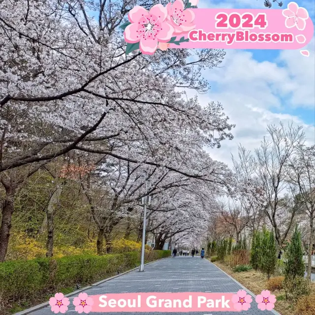 Lovely Cherry blossoms 🌸 at Seoul Grand Park 