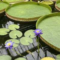London ｜ Must visit royal garden in London