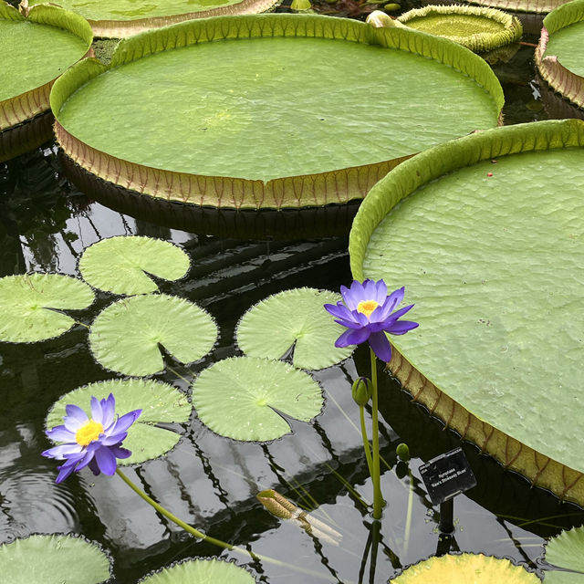London ｜ Must visit royal garden in London