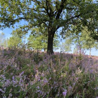 Spectacular Natural Park - Lüneburg Heath