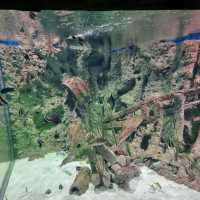Marine life in Malta