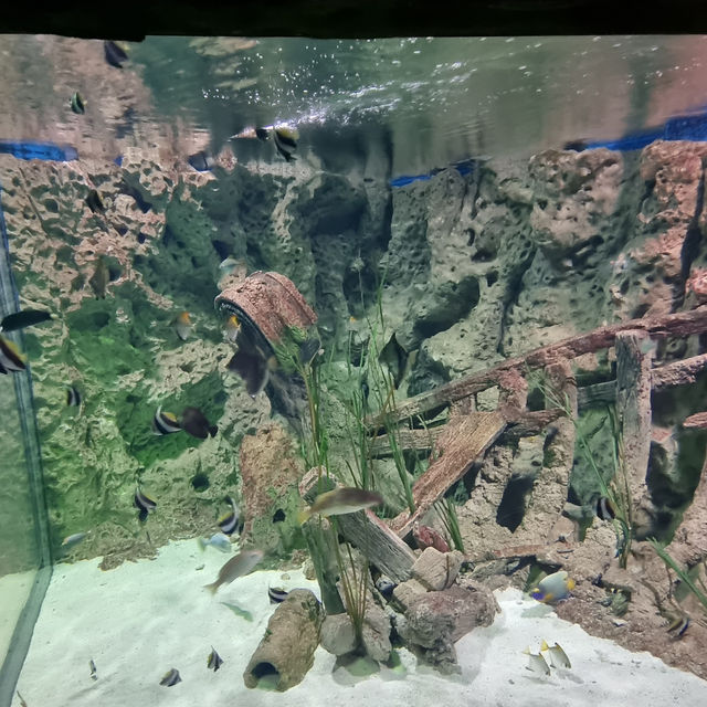 Marine life in Malta