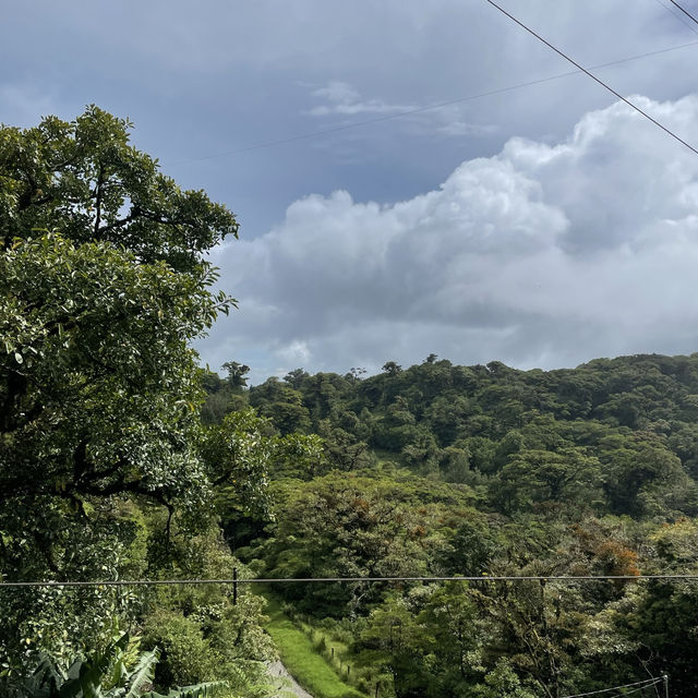 A forest in the clouds 