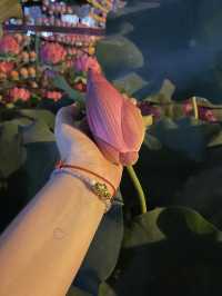 Peace among the lotuses