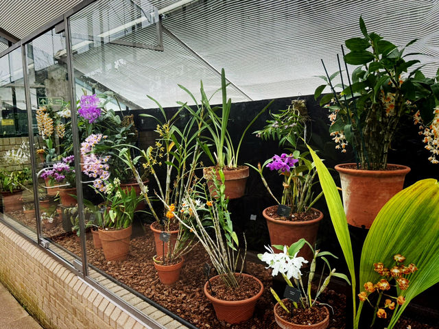 🌿 Kew Garden - London’s Botanical Wonderland