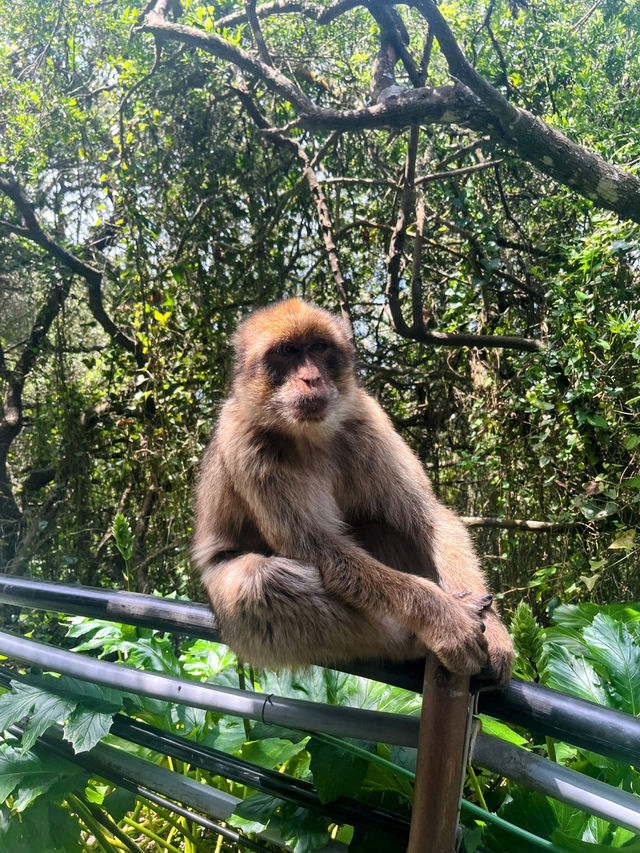 A walk around the Botanic Gardens Gibraltar🇬🇮 