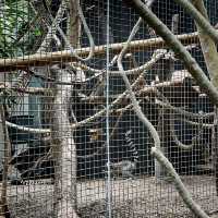 Cheap Paris Attraction: Paris Zoo! 🇫🇷🌳
