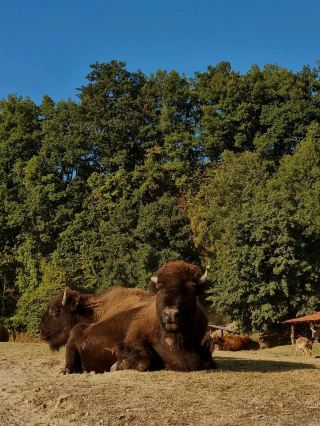 피에몬테의 중심부에서 야생을 만나다 - Parco Safari delle Langhe
