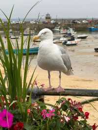 🎨 Must-See Attractions & Tips for St Ives, Cornwall 🏖️🖼️