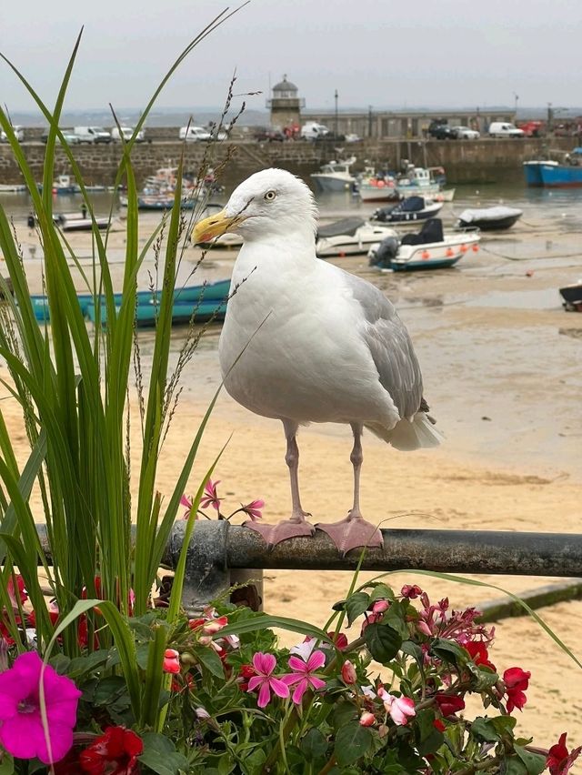 🎨 Must-See Attractions & Tips for St Ives, Cornwall 🏖️🖼️