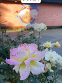 Fish Village Adventure: Meet Hoblings and Knights in Kaliningrad
