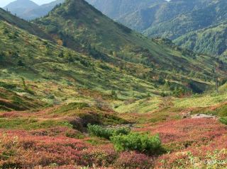 【長野縣】在志賀高原欣賞秋葉斑斕的美景。