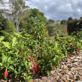 สวนพฤกษศาสตร์ประจำภูมิภาคแม็กเคย์