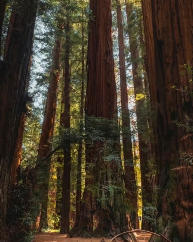 The scenery of the world's largest redwood tree is famous worldwide.