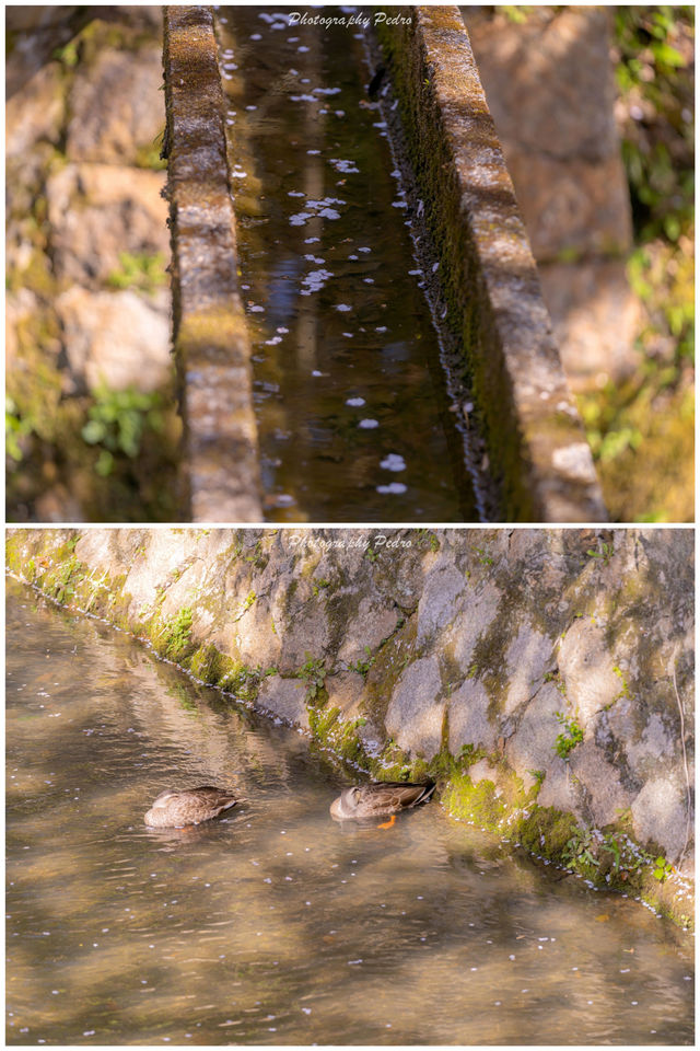 Kyoto Travel | The falling flowers and flowing water, Kyoto in spring is so romantic.