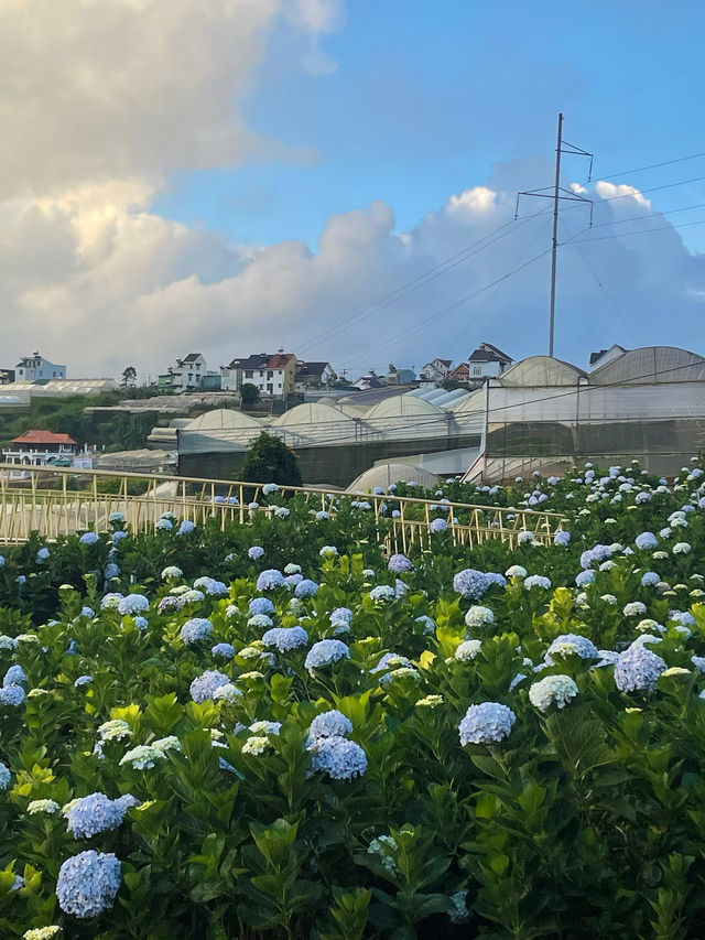 為了拍這片繡球花海我特意去了趟大叻