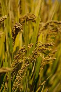 “稻”年年豐收而被稱為“常熟”