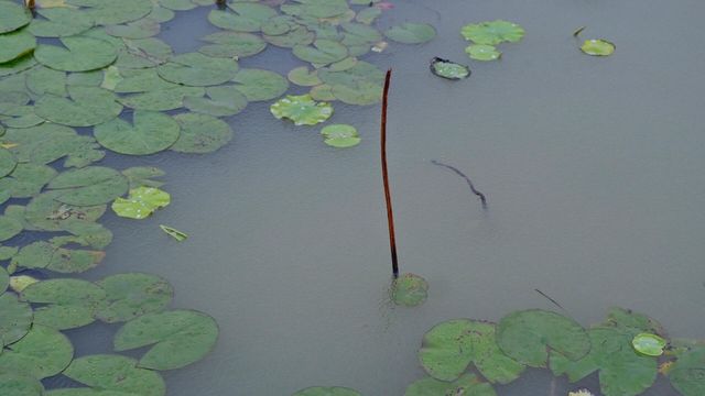 周口市淮陽區 龍湖濕地公園丨北方最佳賞荷盛地