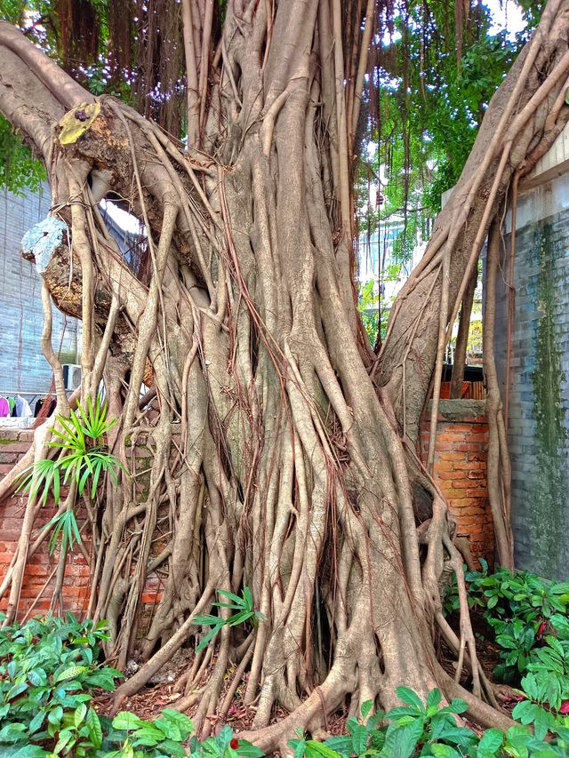 廣州上百年的樹，清朝種植的榕樹
