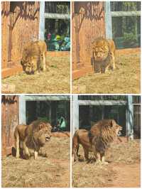 昆明動物園 | 這20塊花的超值