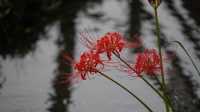 【就愛逛公園】巾著田彼岸花公園：500萬曼珠沙華驚艷絕美