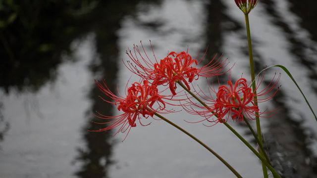 【就愛逛公園】巾著田彼岸花公園：500萬曼珠沙華驚艷絕美