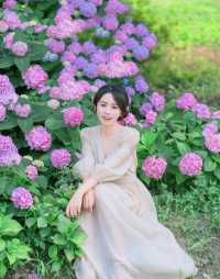 上海之魚花海