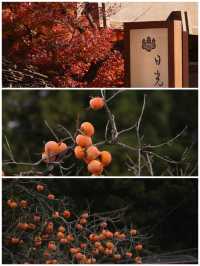 【紅葉季·紅葉狩】日光國立公園：一樹一樹的秋色如火如荼…