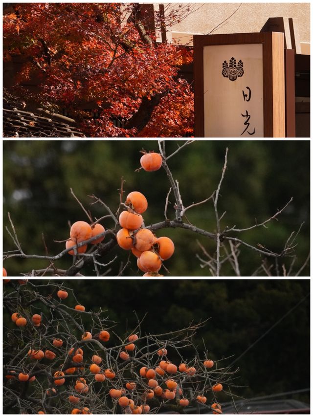 【紅葉季·紅葉狩】日光國立公園：一樹一樹的秋色如火如荼…