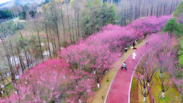“梅”景如畫--悅來會展公園