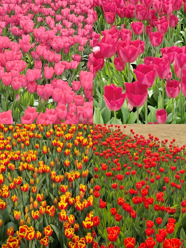 Chengdu is celebrating spring with 5G! The romantic tulips are in Xinglong Lake!