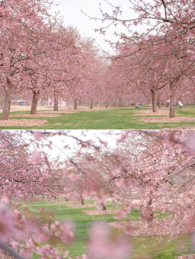 花季上海辰山植物園早櫻盛開~