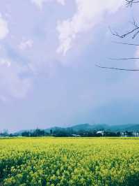 崇州重慶路油菜花黃了 | 成都春日賞花攻略