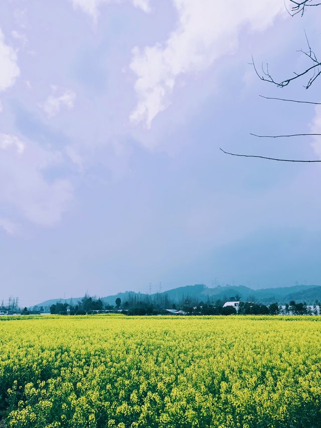 崇州重慶路油菜花黃了 | 成都春日賞花攻略