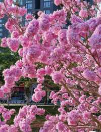 <《深圳今日浪漫：紫木風鈴花開遍，粉色花海等你來》