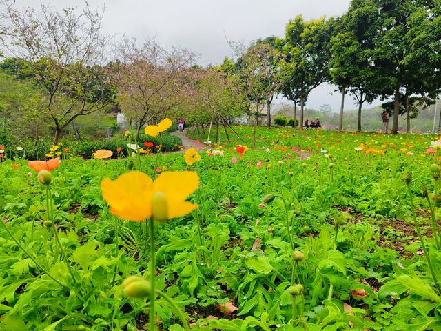 3月到天适櫻花悠樂園看花