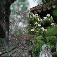 南京|這幾天的瞻園,滿園春色根本關不住