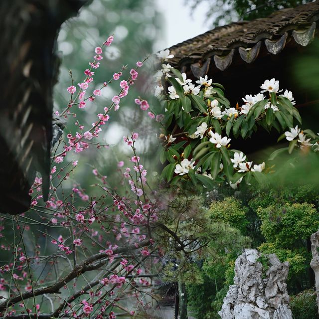 南京|這幾天的瞻園,滿園春色根本關不住 南京|這幾天的瞻園,滿園春色根本關不住