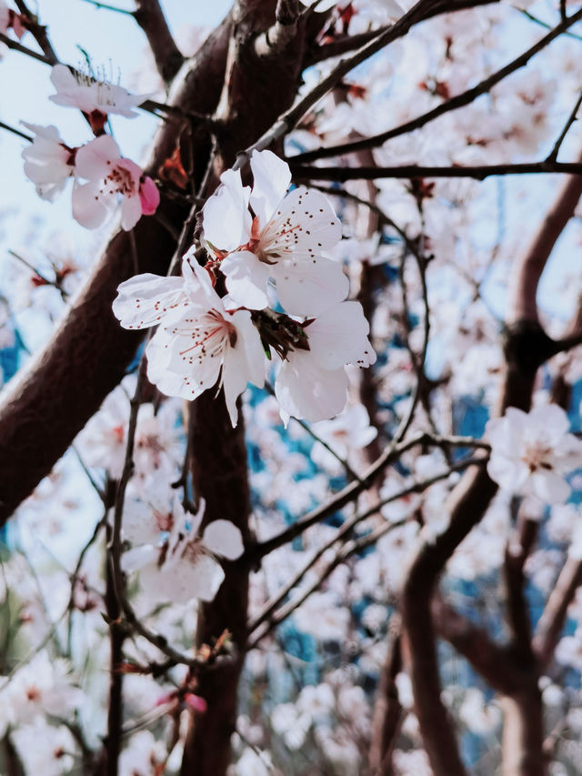 北京賞花地圖｜別再擠十里堡了 這裡的山桃花更美