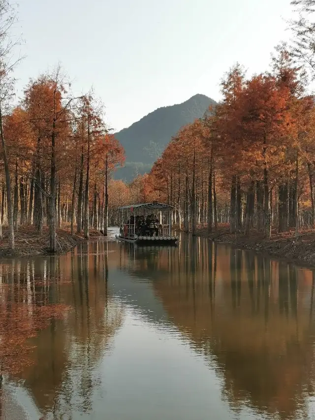 Fangtang Taxodium Forest